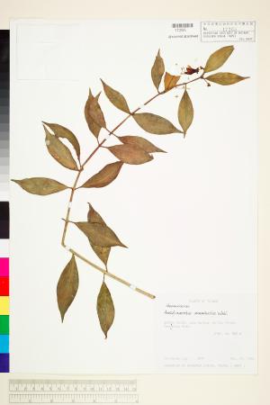 <a href="https://brmas.openmuseum.tw/muse/digi_object/1fb72176a4f3bf7e891db13b82061bd5" target="_blank">芒毛苣苔(長果藤)／中央研究院生物多樣性研究博物館植物標本館 (HAST)</a>