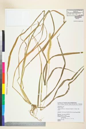 <a href="https://brmas.openmuseum.tw/muse/digi_object/1fb8171864273e18ebc70e5a5d6e6dd5" target="_blank">褐毛狗尾草／中央研究院生物多樣性研究博物館植物標本館 (HAST)</a>