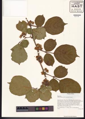 <a href="https://brmas.openmuseum.tw/muse/digi_object/1fbfa5e86391be35d481c9e6411acda3" target="_blank">鬼懸鉤子／中央研究院生物多樣性研究博物館植物標本館 (HAST)</a>