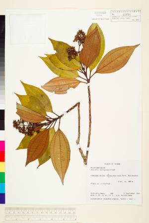 <a href="https://brmas.openmuseum.tw/muse/digi_object/1fc9149ef7e53b48d8dd2b8b29d75dc3" target="_blank">大野牡丹／中央研究院生物多樣性研究博物館植物標本館 (HAST)</a>