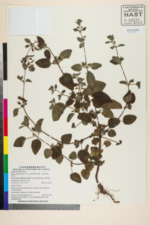 <a href="https://brmas.openmuseum.tw/muse/digi_object/1fd2534f103a5a7c487271bdd39a91d6" target="_blank">香苦草(狗母蘇、假走馬風、山香)／中央研究院生物多樣性研究博物館植物標本館 (HAST)</a>
