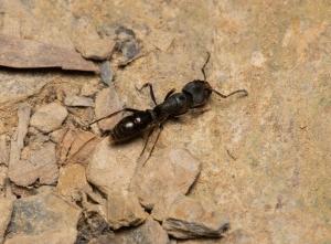 <a href="https://taieol.tw/muse/digi_object/efc2137708e885695e5f72ae6d627db3" target="_blank">Ectomomyrmex javanus／By：liujimfood／iNaturalist</a>