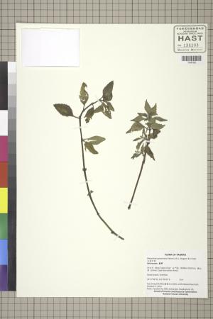 <a href="https://brmas.openmuseum.tw/muse/digi_object/1fdaf8d7825f209f81920bf1e6478c6c" target="_blank">天蓬草舅／中央研究院生物多樣性研究博物館植物標本館 (HAST)</a>
