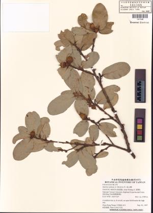 <a href="https://brmas.openmuseum.tw/muse/digi_object/1ff864eb60f18d1dc9915cdc75bb7ce4" target="_blank">高山櫟／中央研究院生物多樣性研究博物館植物標本館 (HAST)</a>