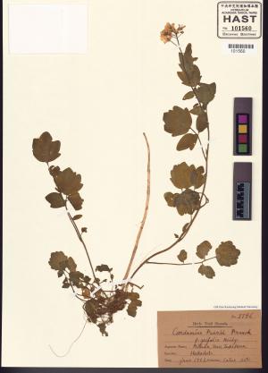 <a href="https://brmas.openmuseum.tw/muse/digi_object/1ff8b72e5aa0d265df47c12f717227f7" target="_blank">碎米薺屬／中央研究院生物多樣性研究博物館植物標本館 (HAST)</a>