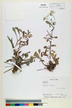 <a href="https://brmas.openmuseum.tw/muse/digi_object/1ffdc68c403af9027438b925364b6b46" target="_blank">鼠麴草屬／中央研究院生物多樣性研究博物館植物標本館 (HAST)</a>