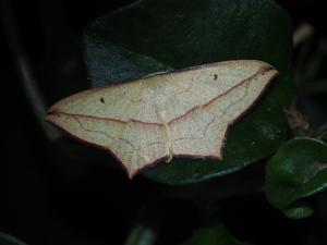 <a href="https://taieol.tw/muse/digi_object/524041abd07b526a24ee166f322116d9" target="_blank">Timandra convectaria／By：max822／iNaturalist</a>