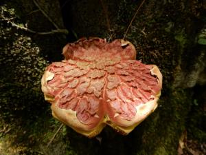 Boletellus ananas(鳳梨條孢牛肝菌)