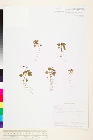 <a href="https://brmas.openmuseum.tw/muse/digi_object/200824d7e3ca2acaa8b19e1e35c33ed7" target="_blank">高山露珠草／中央研究院生物多樣性研究博物館植物標本館 (HAST)</a>