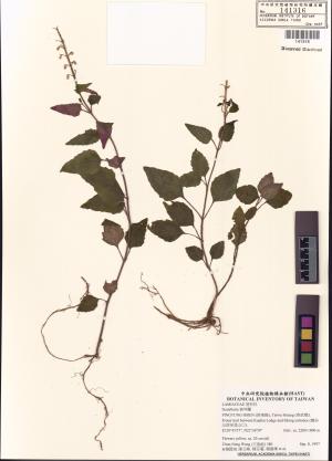 <a href="https://brmas.openmuseum.tw/muse/digi_object/201bbf459600447dc1dfc475b14b0cee" target="_blank">臺灣黃芩／中央研究院生物多樣性研究博物館植物標本館 (HAST)</a>