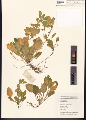 <a href="https://brmas.openmuseum.tw/muse/digi_object/204646a0f8eb78fa36c059cd4a3a1f24" target="_blank">茶匙黃／中央研究院生物多樣性研究博物館植物標本館 (HAST)</a>