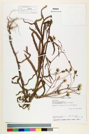 <a href="https://brmas.openmuseum.tw/muse/digi_object/2068fbce6fd5dc52d64cedfb8c7641a6" target="_blank">玉山毛蓮菜／中央研究院生物多樣性研究博物館植物標本館 (HAST)</a>