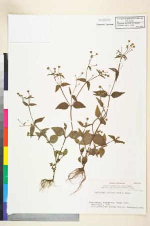 <a href="https://brmas.openmuseum.tw/muse/digi_object/2074562bdb9bb7a487eac83a2783be01" target="_blank">小米菊屬／中央研究院生物多樣性研究博物館植物標本館 (HAST)</a>