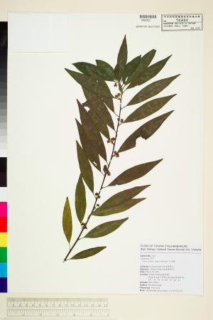 <a href="https://brmas.openmuseum.tw/muse/digi_object/20785bfcb4e6570bfb9d179ece6bf4ac" target="_blank">山胡椒／中央研究院生物多樣性研究博物館植物標本館 (HAST)</a>