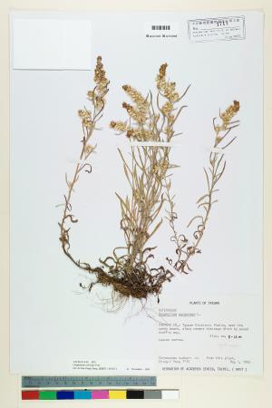 <a href="https://brmas.openmuseum.tw/muse/digi_object/207a163cb62f7802a46df5c7271dbbc6" target="_blank">直莖鼠麴草／中央研究院生物多樣性研究博物館植物標本館 (HAST)</a>