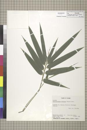<a href="https://brmas.openmuseum.tw/muse/digi_object/2088aed77882da424dd09f7733c403c1" target="_blank">莎勒竹／中央研究院生物多樣性研究博物館植物標本館 (HAST)</a>