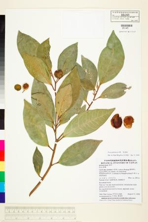 <a href="https://brmas.openmuseum.tw/muse/digi_object/208df06b1b7223f4a031dc8822cac3c3" target="_blank">綠島榕／中央研究院生物多樣性研究博物館植物標本館 (HAST)</a>