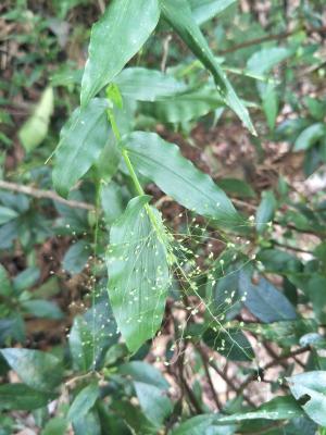 <a href="https://taieol.tw/muse/digi_object/0b495ca31283342e8dab69a124a6afe1" target="_blank">短葉黍／By：shuduan／iNaturalist</a>