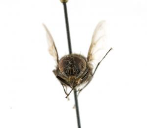 Calliphora vomitoria frontal