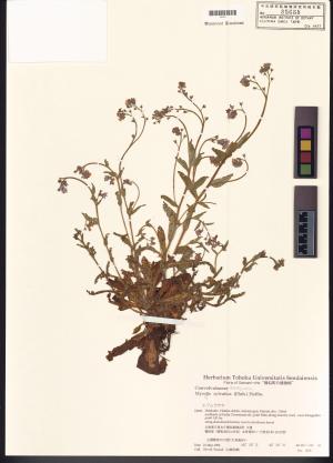 <a href="https://brmas.openmuseum.tw/muse/digi_object/20c96847e4b2c8e37031a69c19607d0a" target="_blank">野勿忘草屬／中央研究院生物多樣性研究博物館植物標本館 (HAST)</a>