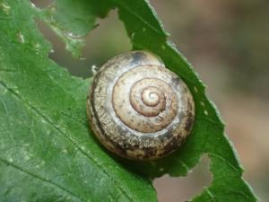<a href="https://taieol.tw/muse/digi_object/3aac2217147f3aa03f205e80fe245abd" target="_blank">扁蝸牛／By：leaf0605／iNaturalist</a>