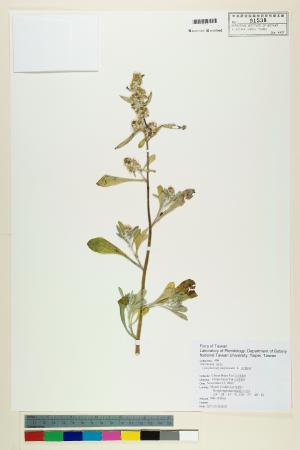 <a href="https://brmas.openmuseum.tw/muse/digi_object/20d857382013dc8800fa09217ec0bbfe" target="_blank">鼠麴舅／中央研究院生物多樣性研究博物館植物標本館 (HAST)</a>