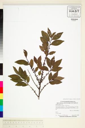 <a href="https://brmas.openmuseum.tw/muse/digi_object/21034e4841a6a154d1940d24c93bc0cf" target="_blank">早田氏柃木／中央研究院生物多樣性研究博物館植物標本館 (HAST)</a>