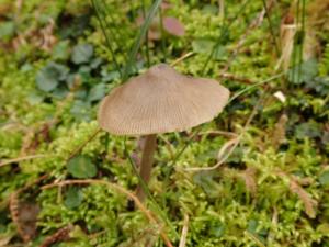 Entoloma conferendum(星孢粉褶菌)