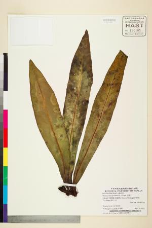 <a href="https://brmas.openmuseum.tw/muse/digi_object/210c443ca630163d4a973ca0f8f705fa" target="_blank">星蕨／中央研究院生物多樣性研究博物館植物標本館 (HAST)</a>