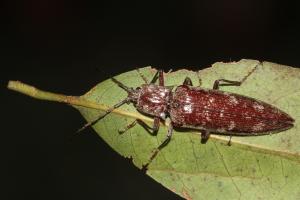 <a href="https://taieol.tw/muse/digi_object/40b4f842f042d6868567c4e36da99373" target="_blank">Pectocera babai／By：陳榮章／陳榮章</a>