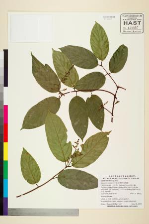 <a href="https://brmas.openmuseum.tw/muse/digi_object/213cd08c3e6bcc9a0cf36bb5d2dab802" target="_blank">巒大雀梅藤／中央研究院生物多樣性研究博物館植物標本館 (HAST)</a>
