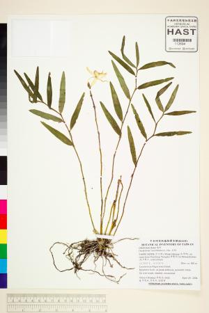 <a href="https://brmas.openmuseum.tw/muse/digi_object/213ec4c8a0d6c314a5a7347fa1d6127b" target="_blank">石斛／中央研究院生物多樣性研究博物館植物標本館 (HAST)</a>