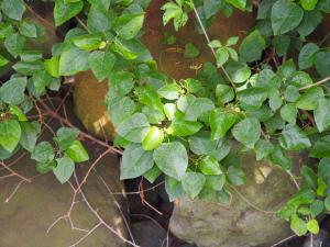 <a href="https://taieol.tw/muse/digi_object/eb05b4f884bddd2b8c3d41fb1ded9c09" target="_blank">扛香藤／By：leaf0605／iNaturalist</a>