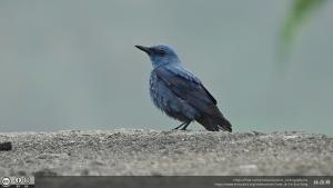 <a href="https://taieol.tw/muse/digi_object/bc800180dfde1b03c68eda8dc0facdc6" target="_blank">藍磯鶇／By：lin-sun-fong／iNaturalist</a>