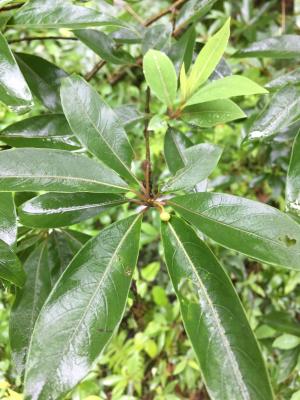 <a href="https://taieol.tw/muse/digi_object/eac5e092b16a747dfc742b43235600de" target="_blank">山胡椒／By：ziggycreaky／iNaturalist</a>