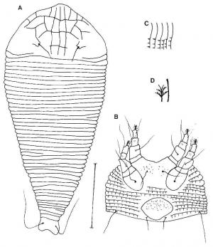 Cosella championi Huang, 2001