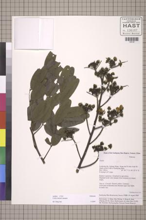 <a href="https://brmas.openmuseum.tw/muse/digi_object/21e057edc1056817e0cb5da7695f60ab" target="_blank">鐵刀木／中央研究院生物多樣性研究博物館植物標本館 (HAST)</a>