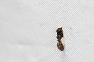 <a href="https://taieol.tw/muse/digi_object/0ad544c57bdc04be5f967a8d37253971" target="_blank">Monopis monachella／By：papilioshih／iNaturalist</a>