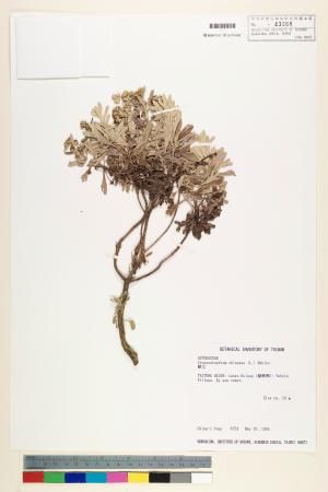 <a href="https://brmas.openmuseum.tw/muse/digi_object/21ecc646754e9e7ad875e56b52d549f2" target="_blank">蘄艾／中央研究院生物多樣性研究博物館植物標本館 (HAST)</a>