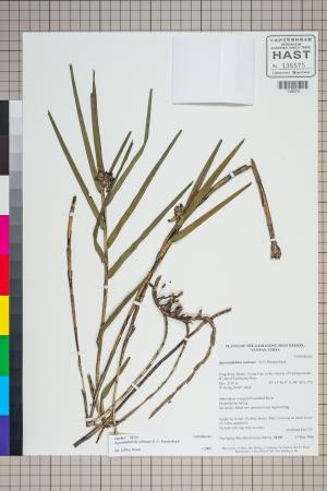 <a href="https://brmas.openmuseum.tw/muse/digi_object/21f3a3a8e13f0b3aede5631186cc6085" target="_blank">禾葉蘭屬／中央研究院生物多樣性研究博物館植物標本館 (HAST)</a>