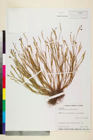 <a href="https://brmas.openmuseum.tw/muse/digi_object/2200c69eaf9416556f0545e43b82e5ea" target="_blank">庭菖蒲屬／中央研究院生物多樣性研究博物館植物標本館 (HAST)</a>