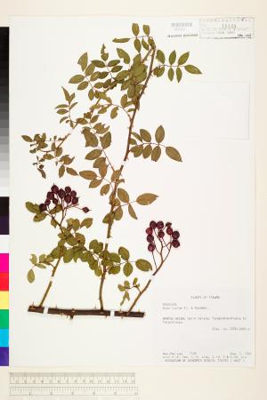 <a href="https://brmas.openmuseum.tw/muse/digi_object/221420b850d9f4683c075bbf16da07ef" target="_blank">光葉薔薇／中央研究院生物多樣性研究博物館植物標本館 (HAST)</a>