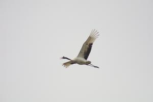<a href="https://taieol.tw/muse/digi_object/4cb211589b87710af6bd312c62c96892" target="_blank">丹頂鶴／By：ahan88／iNaturalist</a>