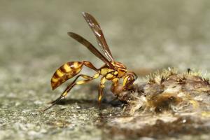 <a href="https://taieol.tw/muse/digi_object/a15300f32b63dc6fac82d4219fbb0a81" target="_blank">變側異腹胡蜂／By：黃仕傑／黃仕傑</a>