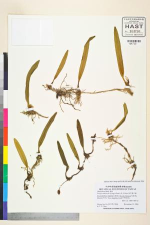 <a href="https://brmas.openmuseum.tw/muse/digi_object/22241326832d5cb695de7e204597e2f0" target="_blank">綠花寶石蘭／中央研究院生物多樣性研究博物館植物標本館 (HAST)</a>