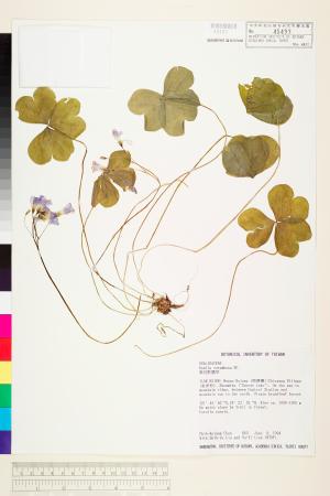 <a href="https://brmas.openmuseum.tw/muse/digi_object/224095e0160dbfd7634b79b68deef338" target="_blank">紫花酢漿草／中央研究院生物多樣性研究博物館植物標本館 (HAST)</a>