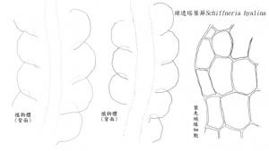 <a href="https://taieol.tw/muse/digi_object/d8e6a0a7f65aa1a8e4bca438be5ffbe4" target="_blank">透綠塔葉蘚／By：臺灣蘚類植物彩色圖鑑／農業部林業及自然保育署</a>