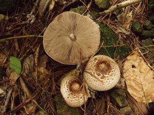 Agaricus subrutilescens(紫紅蘑菇)