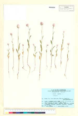 <a href="https://brmas.openmuseum.tw/muse/digi_object/227bb5ebff79d95151b2fd83491fe44d" target="_blank">青葙／中央研究院生物多樣性研究博物館植物標本館 (HAST)</a>