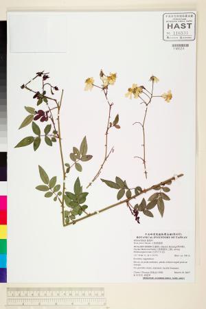 <a href="https://brmas.openmuseum.tw/muse/digi_object/22de13ee4787ac19597e471cf180b137" target="_blank">太魯閣薔薇／中央研究院生物多樣性研究博物館植物標本館 (HAST)</a>